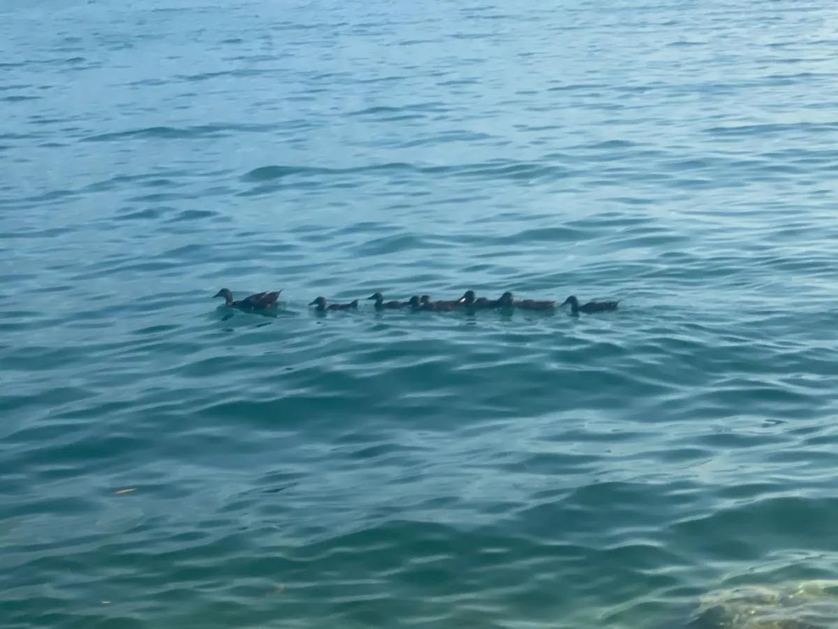10 Minuti Dal Lago Di Garda E Da Gardaland Castelnuovo del Garda 0*,  Włochy